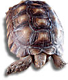african tortoise
