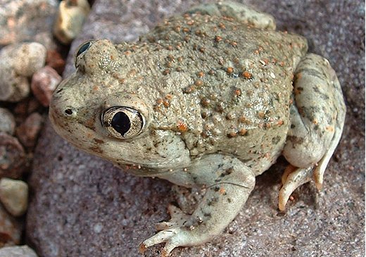 New Mexico Spadefoot