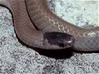Plains Blackhead Snake