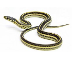 Plains Garter Snake